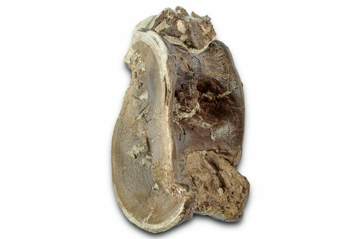 Cretaceous Fossil Ray-Finned Fish (Xiphactinus) Vertebra - Kansas #331050